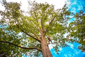 Best Seasonal Cleanup (Spring/Fall)  in Rehoboth Beach, DE