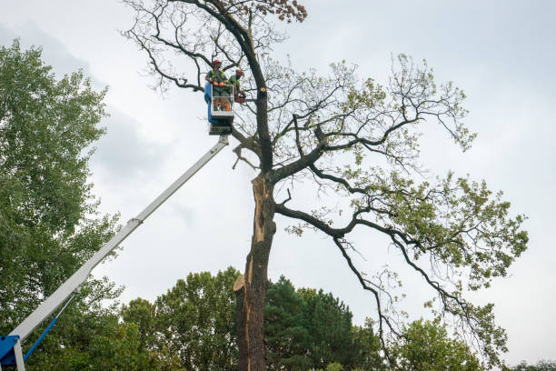 Best Emergency Tree Removal  in Rehoboth Beach, DE