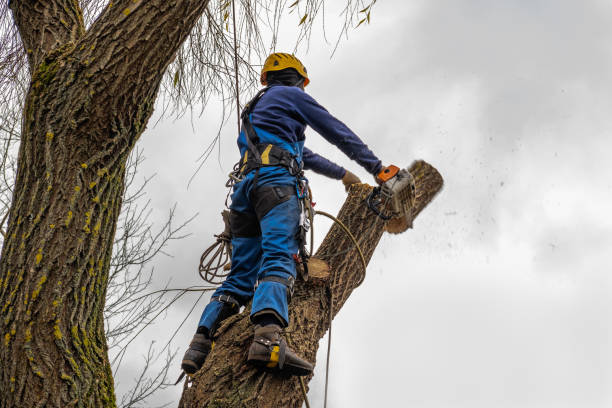 Best Tree Maintenance Programs  in Rehoboth Beach, DE