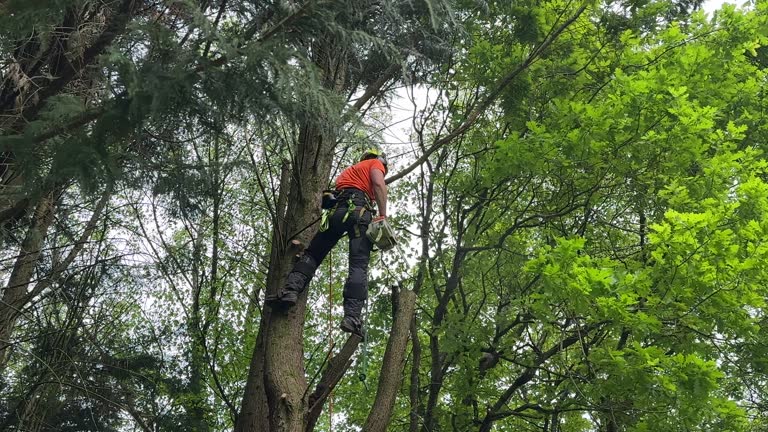 Why Choose Our Tree Removal Services in Rehoboth Beach, DE?