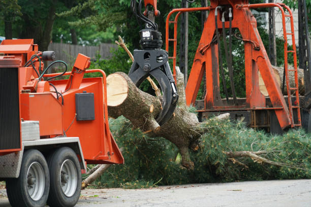 Best Stump Grinding and Removal  in Rehoboth Beach, DE