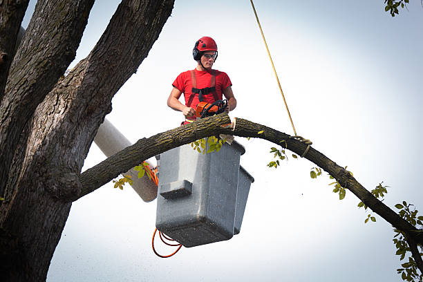 Best Tree Preservation Services  in Rehoboth Beach, DE